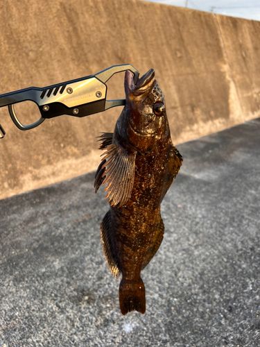 アイナメの釣果