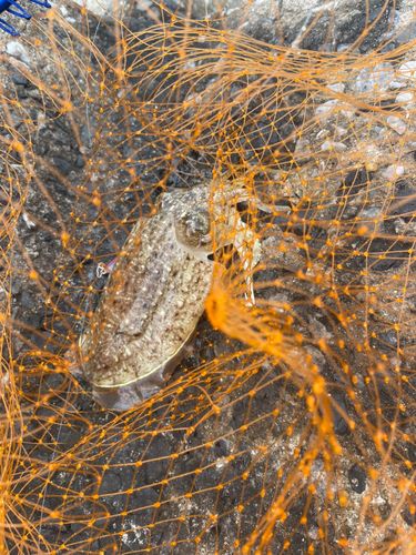 コウイカの釣果