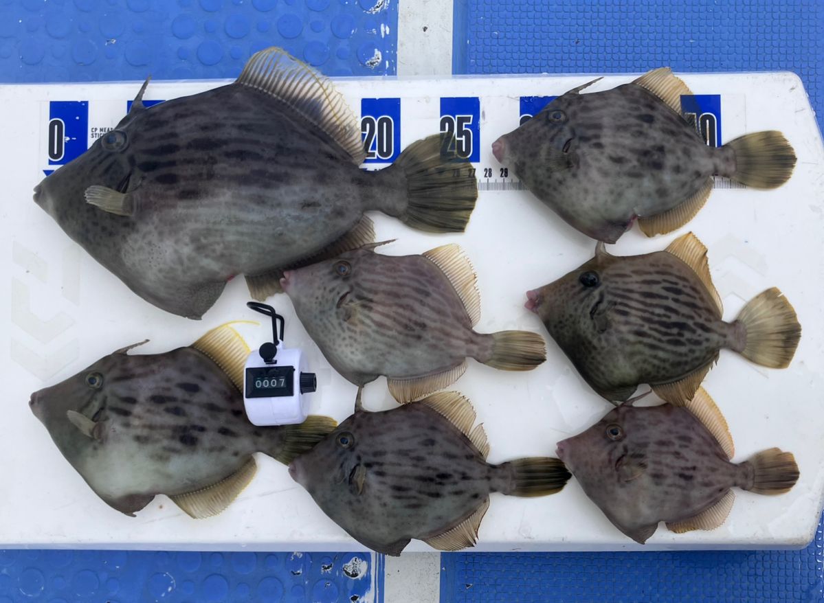 アングラーナーヒャンさんの釣果 1枚目の画像