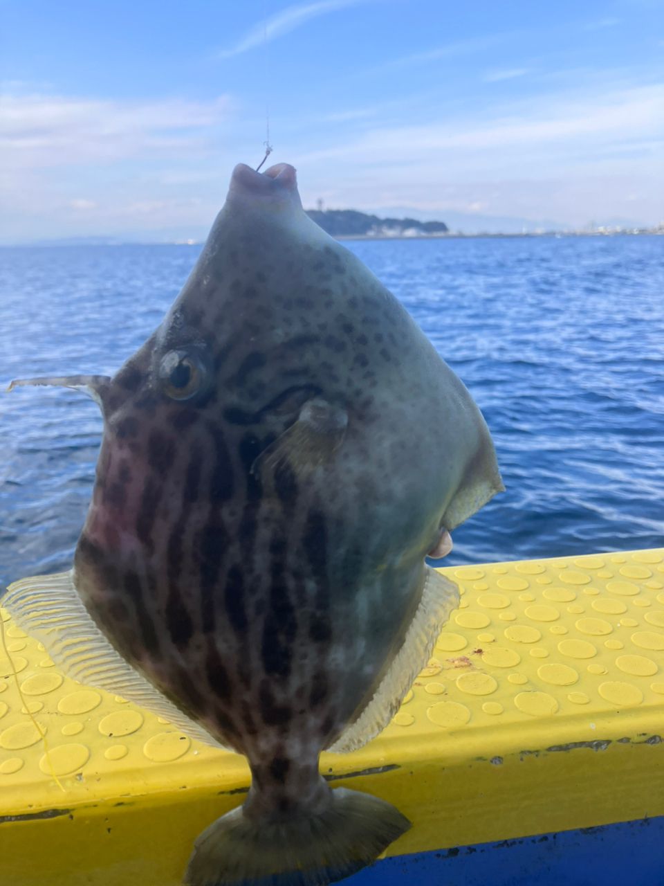 アングラーナーヒャンさんの釣果 2枚目の画像