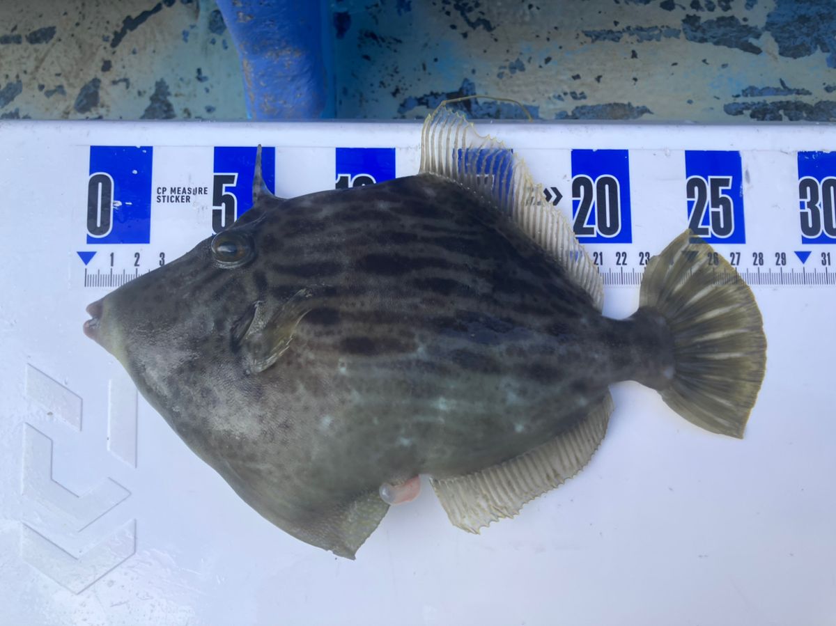 アングラーナーヒャンさんの釣果 3枚目の画像