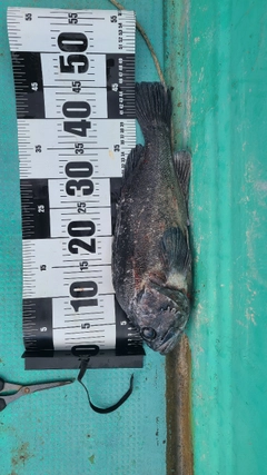 クロソイの釣果