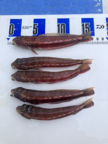 トラギスの釣果