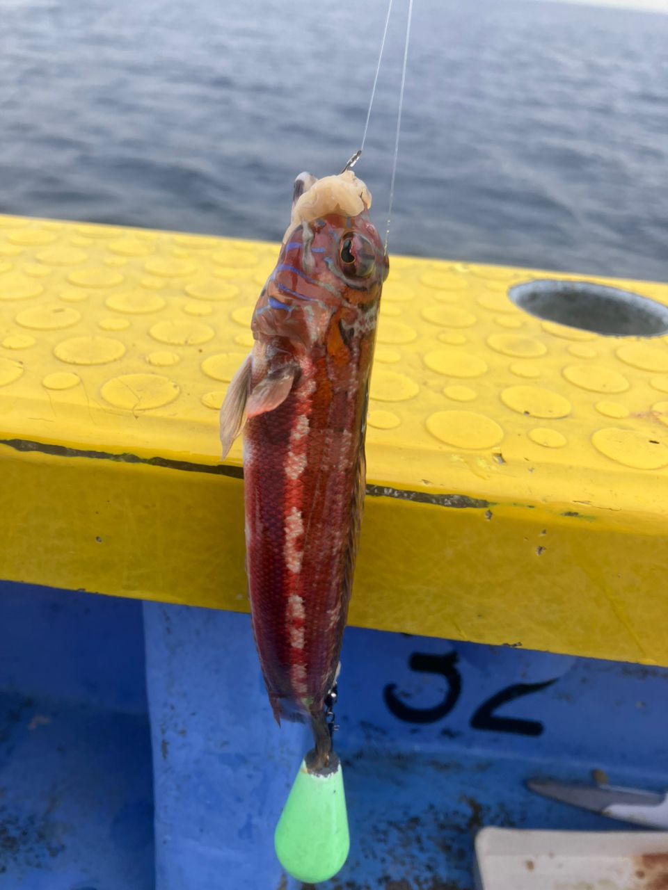 アングラーナーヒャンさんの釣果 2枚目の画像