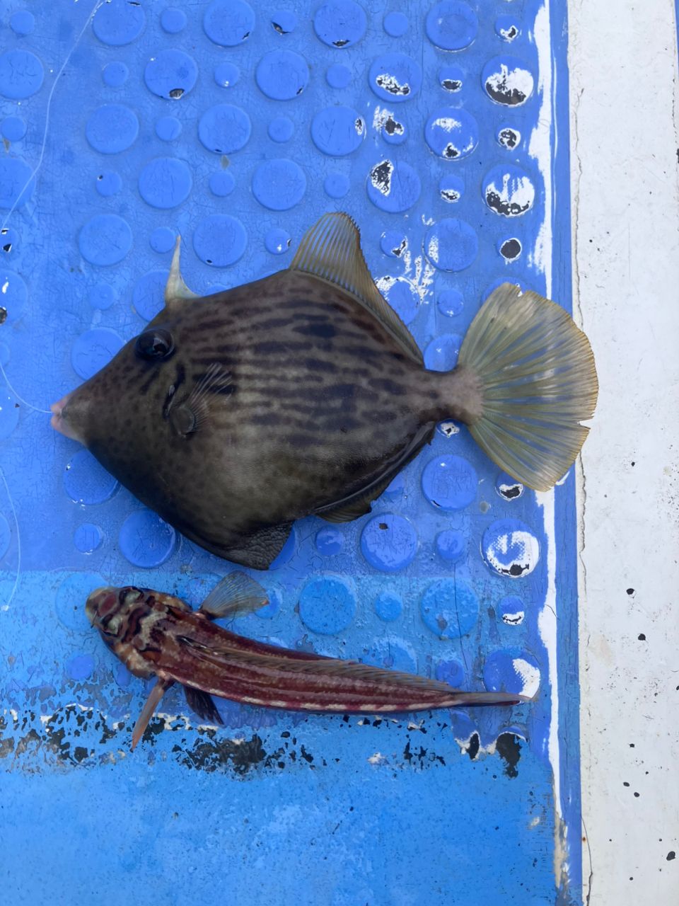 アングラーナーヒャンさんの釣果 3枚目の画像