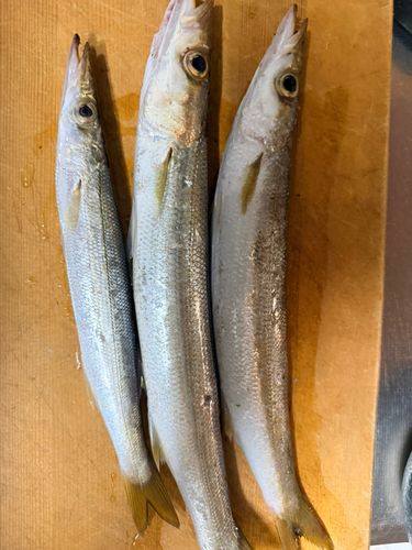 アカカマスの釣果