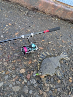 カレイの釣果