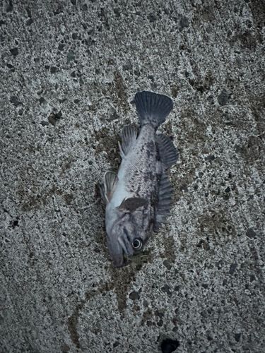 クロソイの釣果