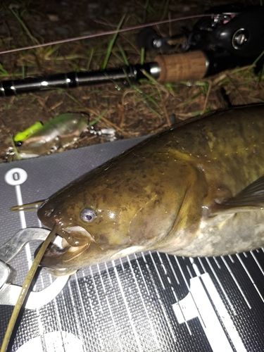 ナマズの釣果