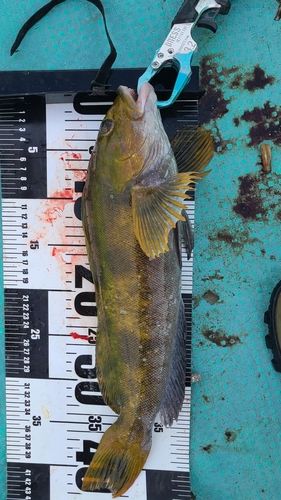 アイナメの釣果