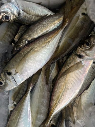 東京湾（アクアライン〜富津）