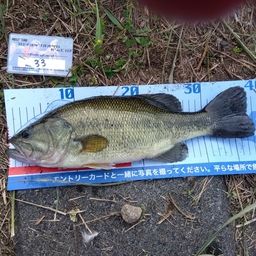 ラージマウスバス