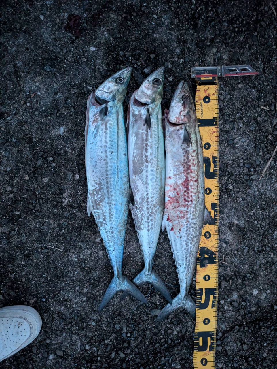 SHIMANO 19ソルティーアドバンス SHORE JIGGING S100MHの最安値