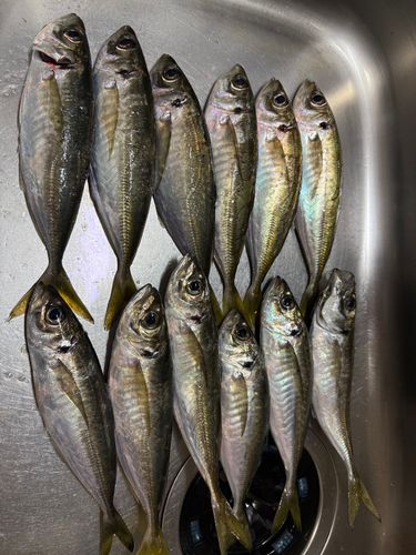 アジの釣果