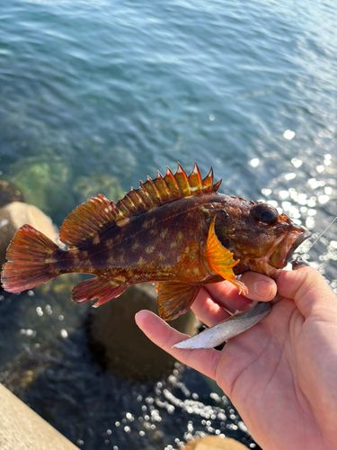 カサゴの釣果