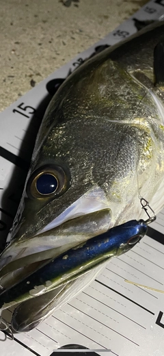 シーバスの釣果