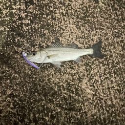 セイゴ（ヒラスズキ）