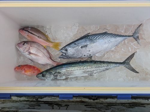 スマガツオの釣果