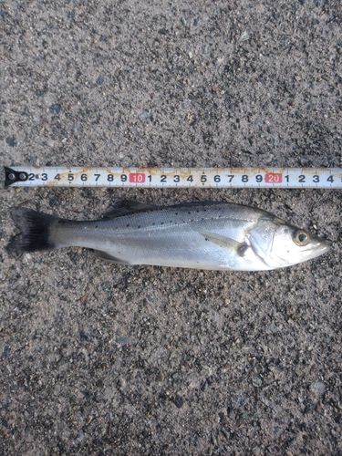 セイゴ（マルスズキ）の釣果