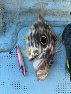 マトウダイの釣果