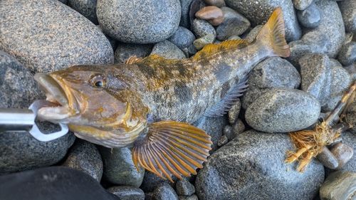アイナメの釣果