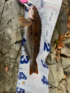 アイナメの釣果