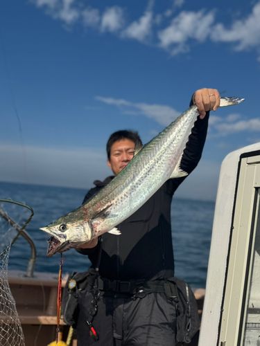 サワラの釣果