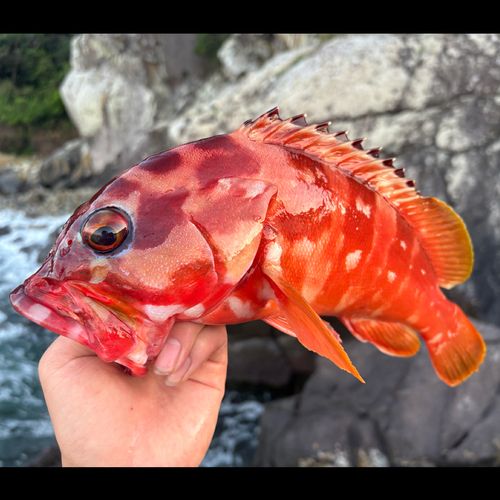 アカハタの釣果