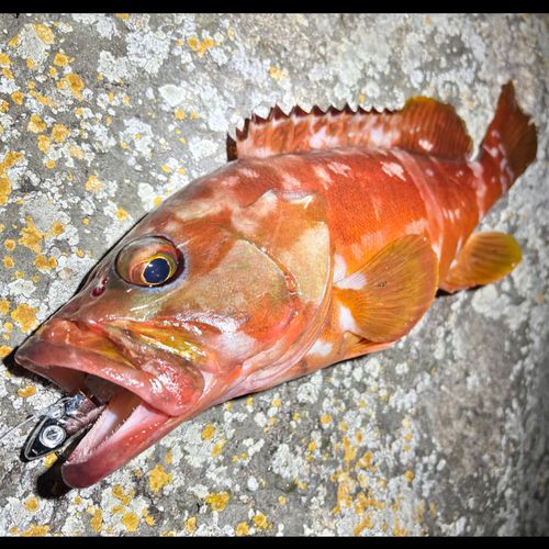 アカハタの釣果