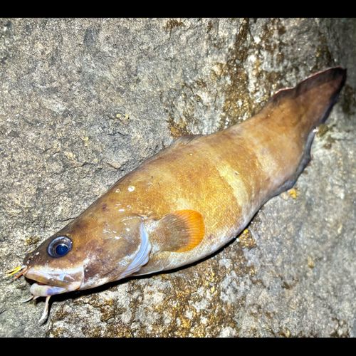 イタチウオの釣果