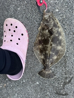 ヒラメの釣果
