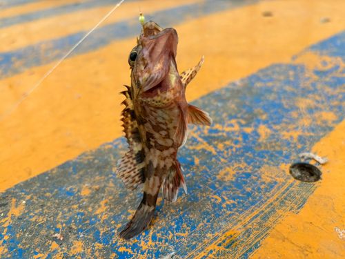 カサゴの釣果