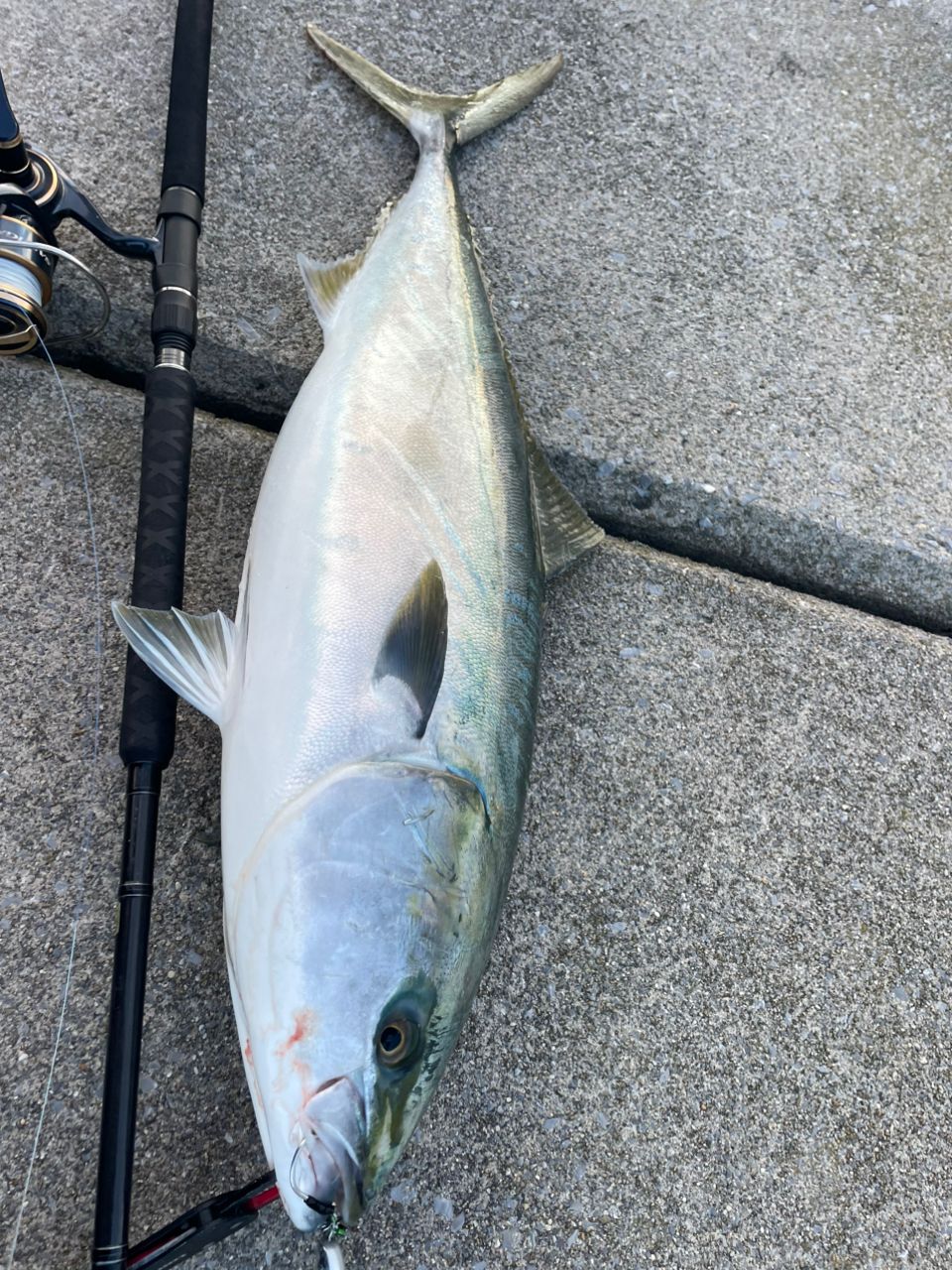 Gamakatsu ラグゼ ショアゴリラ R 100XXHの最安値・インプレ・釣果