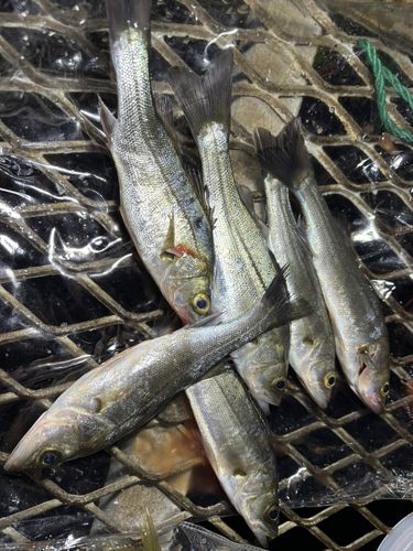 セイゴ（ヒラスズキ）の釣果