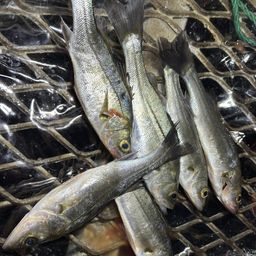 セイゴ（ヒラスズキ）