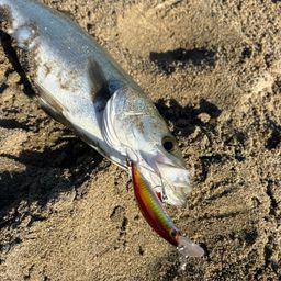 フッコ（マルスズキ）