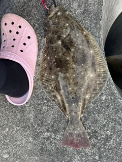 ヒラメの釣果