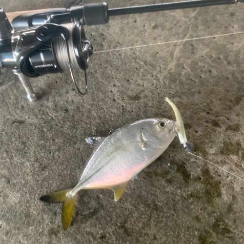 ロウニンアジの釣果