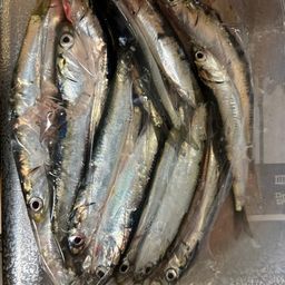 カタクチイワシ