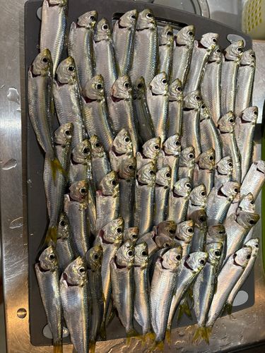 新舞子マリンパーク