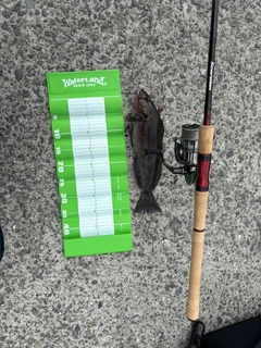 アイナメの釣果