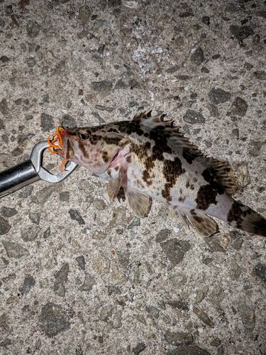 タケノコメバルの釣果