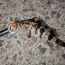 タケノコメバル