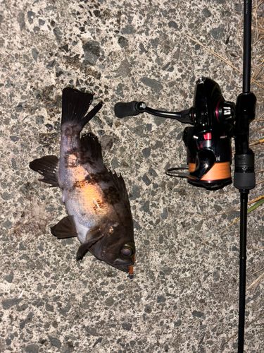 メバルの釣果