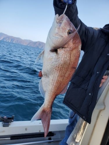 マダイの釣果