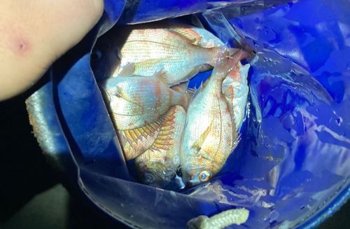 チャリコの釣果