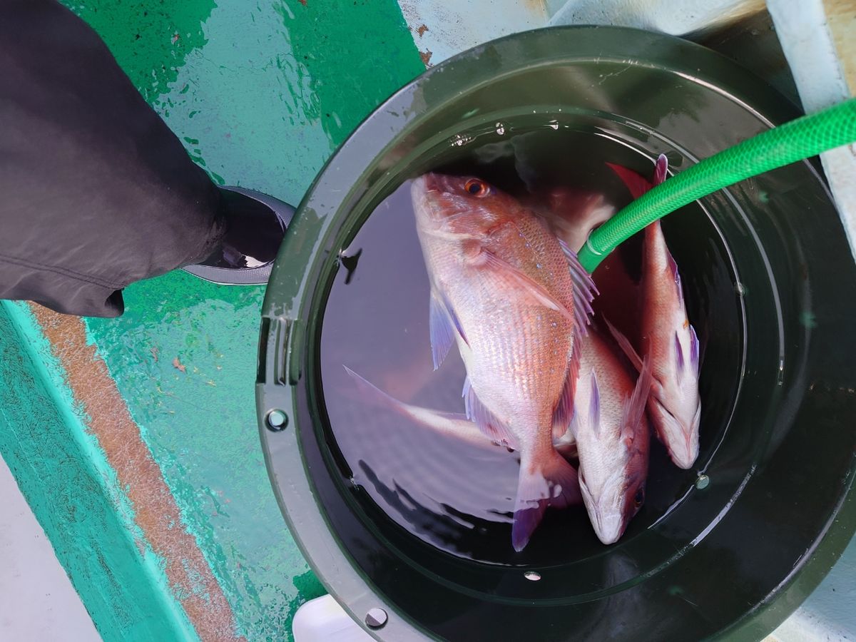はくさい🎣🐟さんの釣果 1枚目の画像