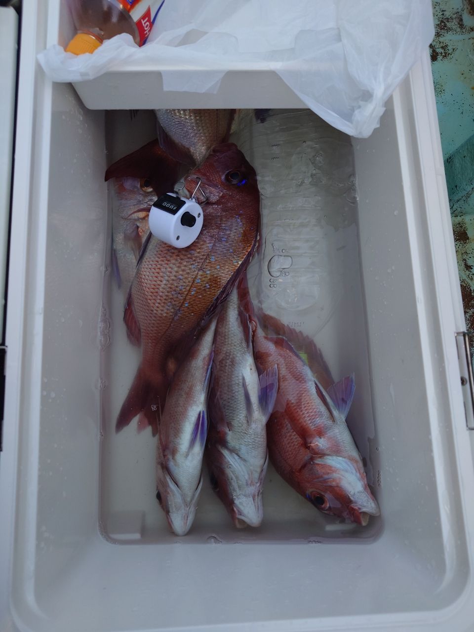 はくさい🎣🐟さんの釣果 2枚目の画像