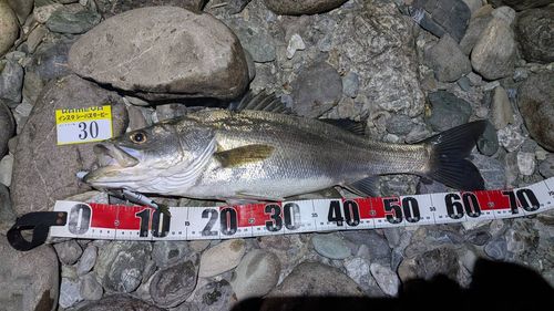 シーバスの釣果