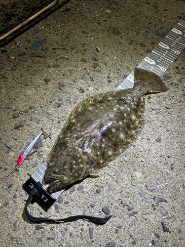ヒラメの釣果